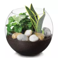 Pecera de Vidrio de 21.3 Centimetros CRISA 5006/9552649 2