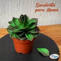 Suculenta para Mama TIPS RA0000141